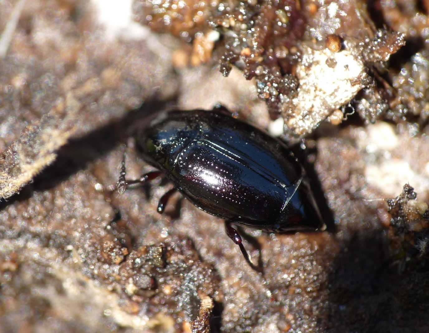 Scaphididae? Scaphium immaculatum